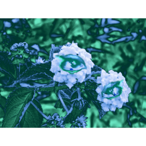 sequence2